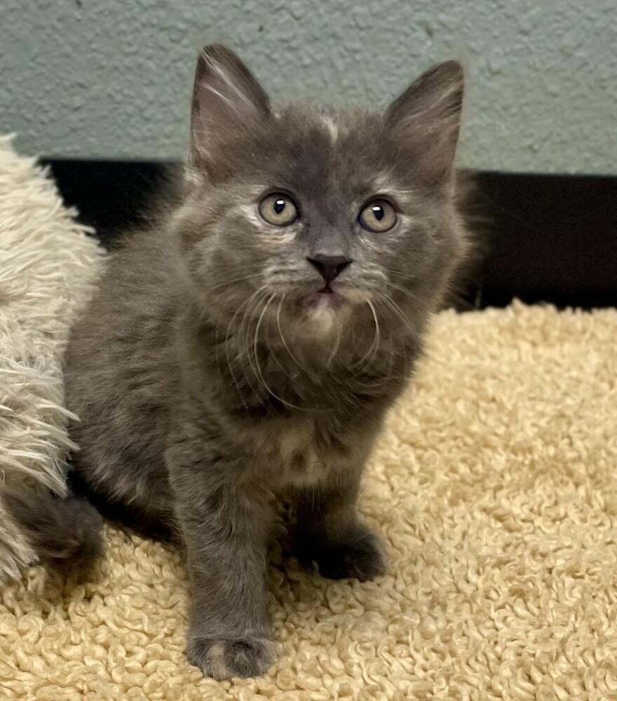 Sable, a Adoptable mixed breed in Jamestown, CA image 1/3