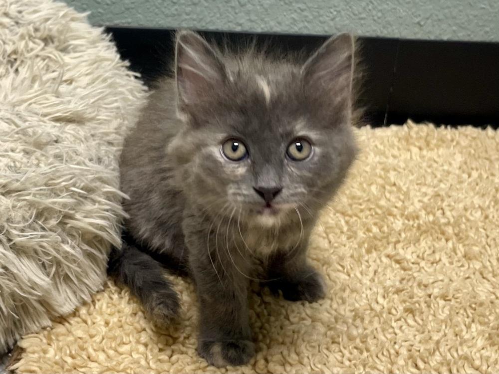 Sable, a Adoptable mixed breed in Jamestown, CA image 2/3