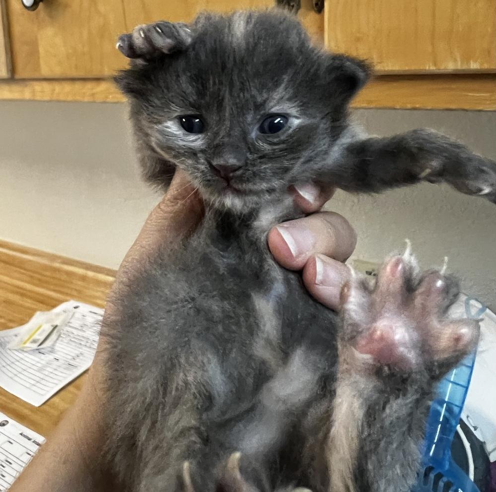 Sable, a Adoptable mixed breed in Jamestown, CA image 3/3