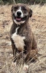 Brindi, Adoptable, Adult Female Pit Bull Terrier.