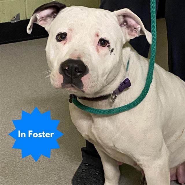 Enlarge ELOISE, a Adoptable Pit Bull Terrier in Indianapolis, IN image 1/1