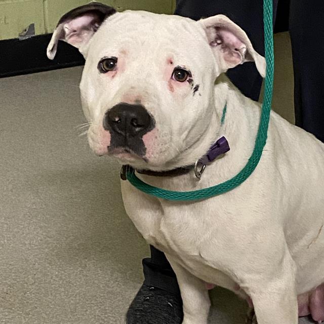 ELOISE, Adoptable, Adult Female Pit Bull Terrier.