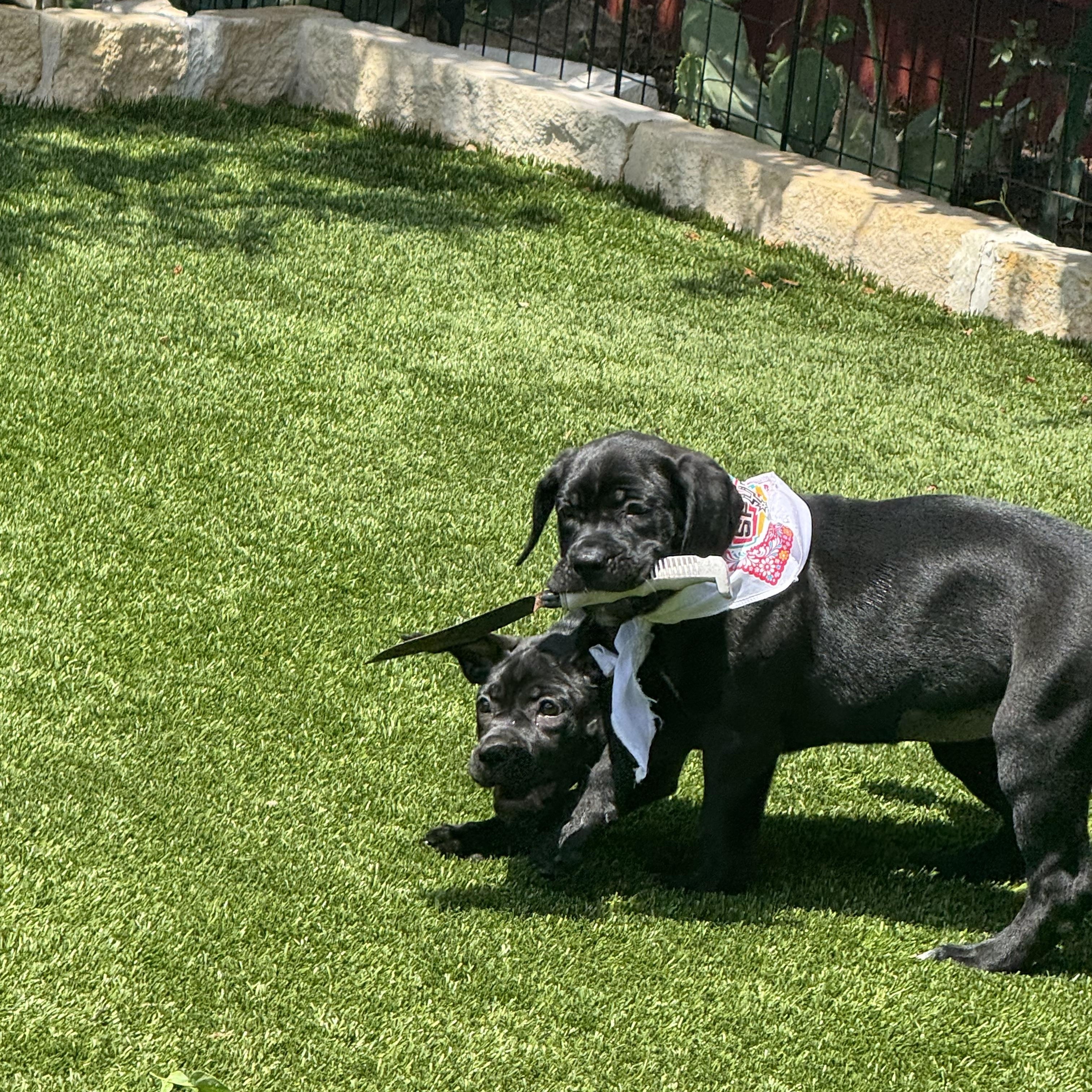 Shell, an adopted mixed breed in brattleboro, VT image 5/6