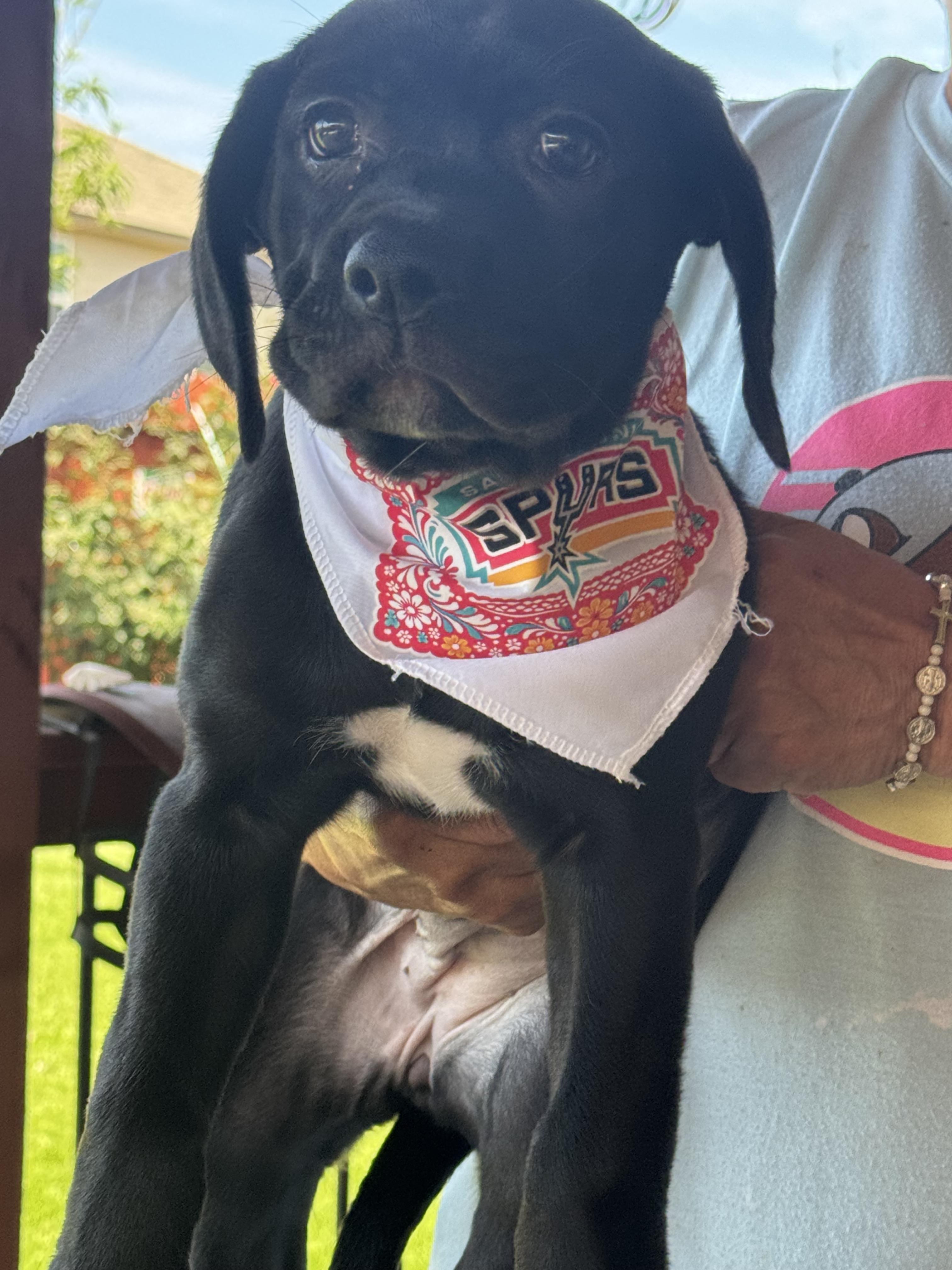 Shell, an adopted mixed breed in brattleboro, VT image 2/6