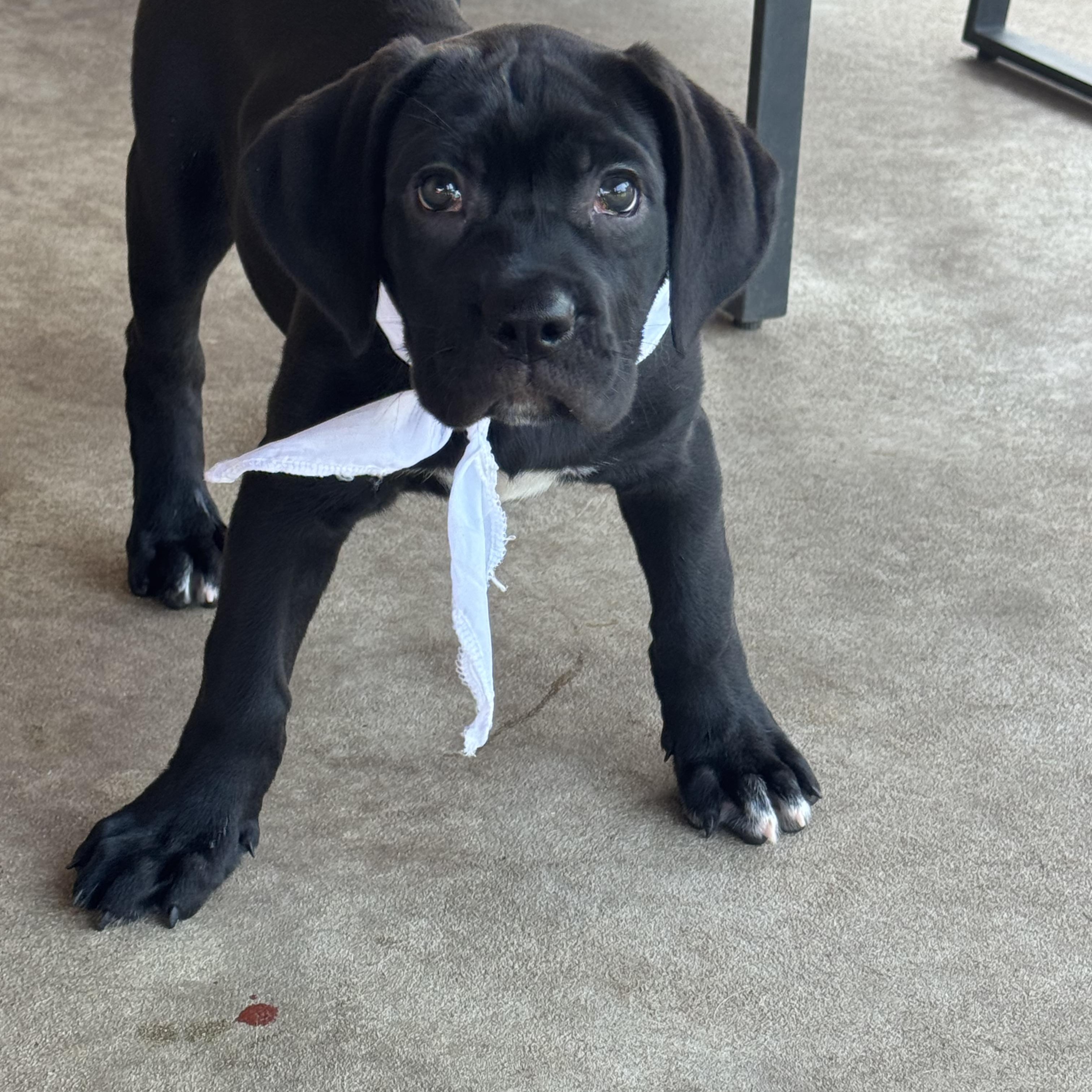 Shell, adopted, Puppy Female Cane Corso.