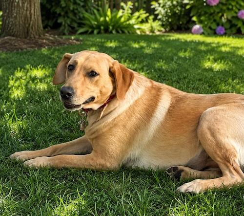 Questy, ADOPTABLE, Young Female Yellow Labrador Retriever.