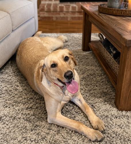 Enlarge Questy, a ADOPTABLE Yellow Labrador Retriever in Killingworth, CT image 5/5