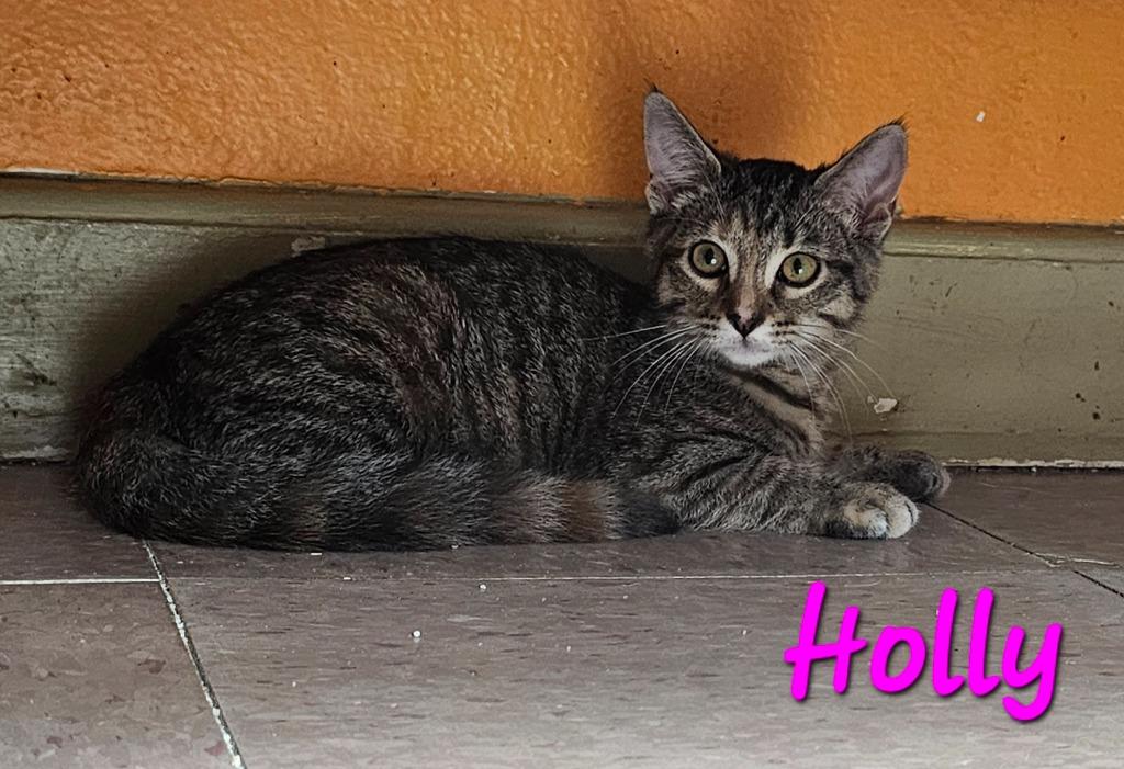 Holly, Adoptable, Kitten Female Domestic Short Hair.
