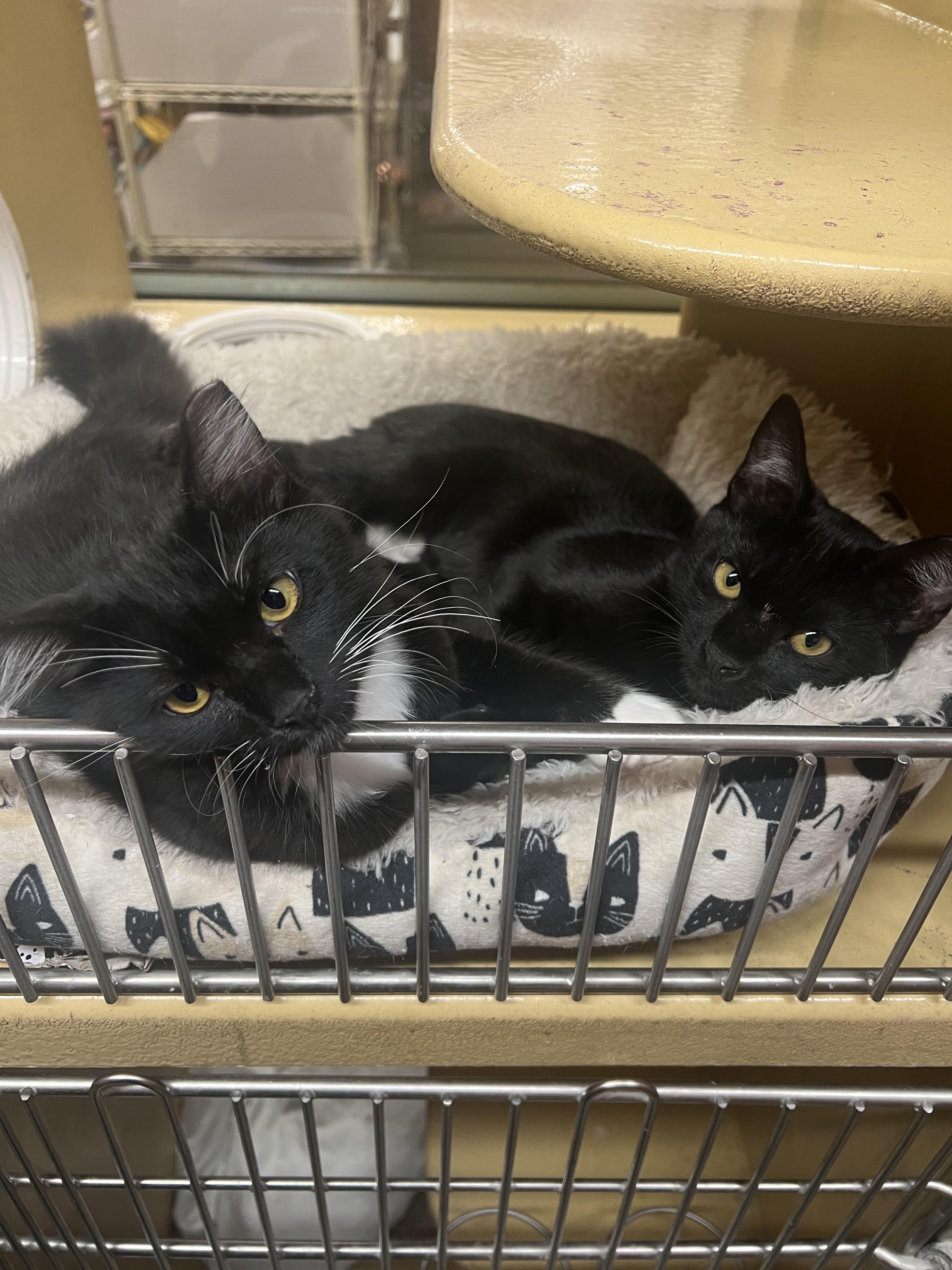 Felix & Lila (bonded pair), ADOPTABLE, Young Male Domestic Medium Hair.