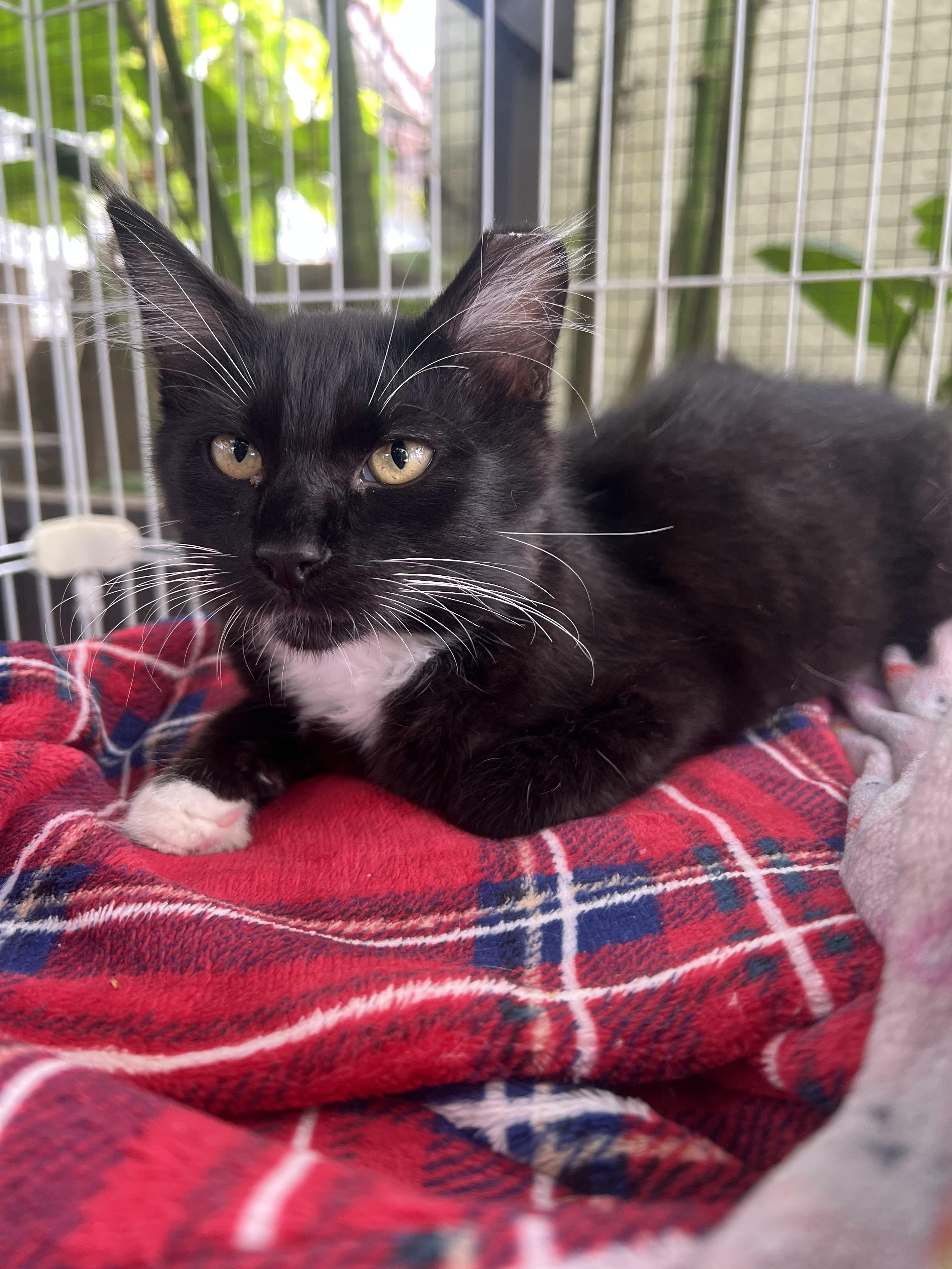 Enlarge Felix & Lila (bonded pair), a ADOPTABLE Domestic Medium Hair in Long Beach, CA image 2/2