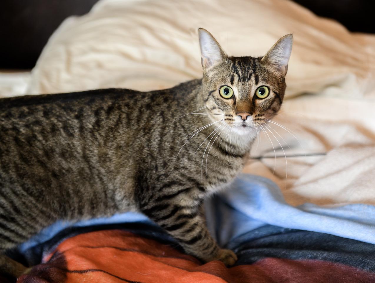 Toulouse and Berlioz, a Adoptable Domestic Short Hair in Seattle, WA image 6/6