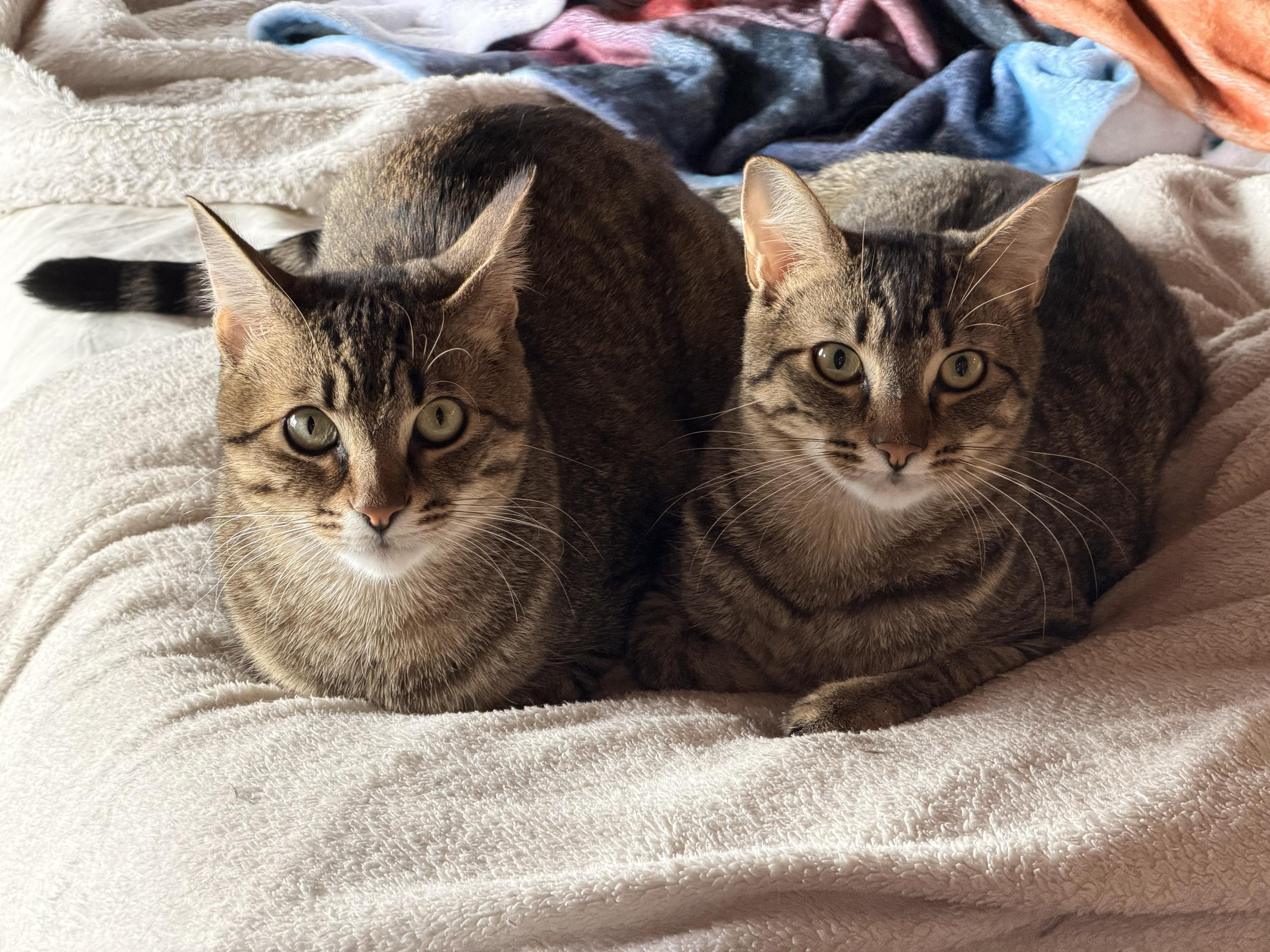 Toulouse and Berlioz, Adoptable, Kitten Male Domestic Short Hair.