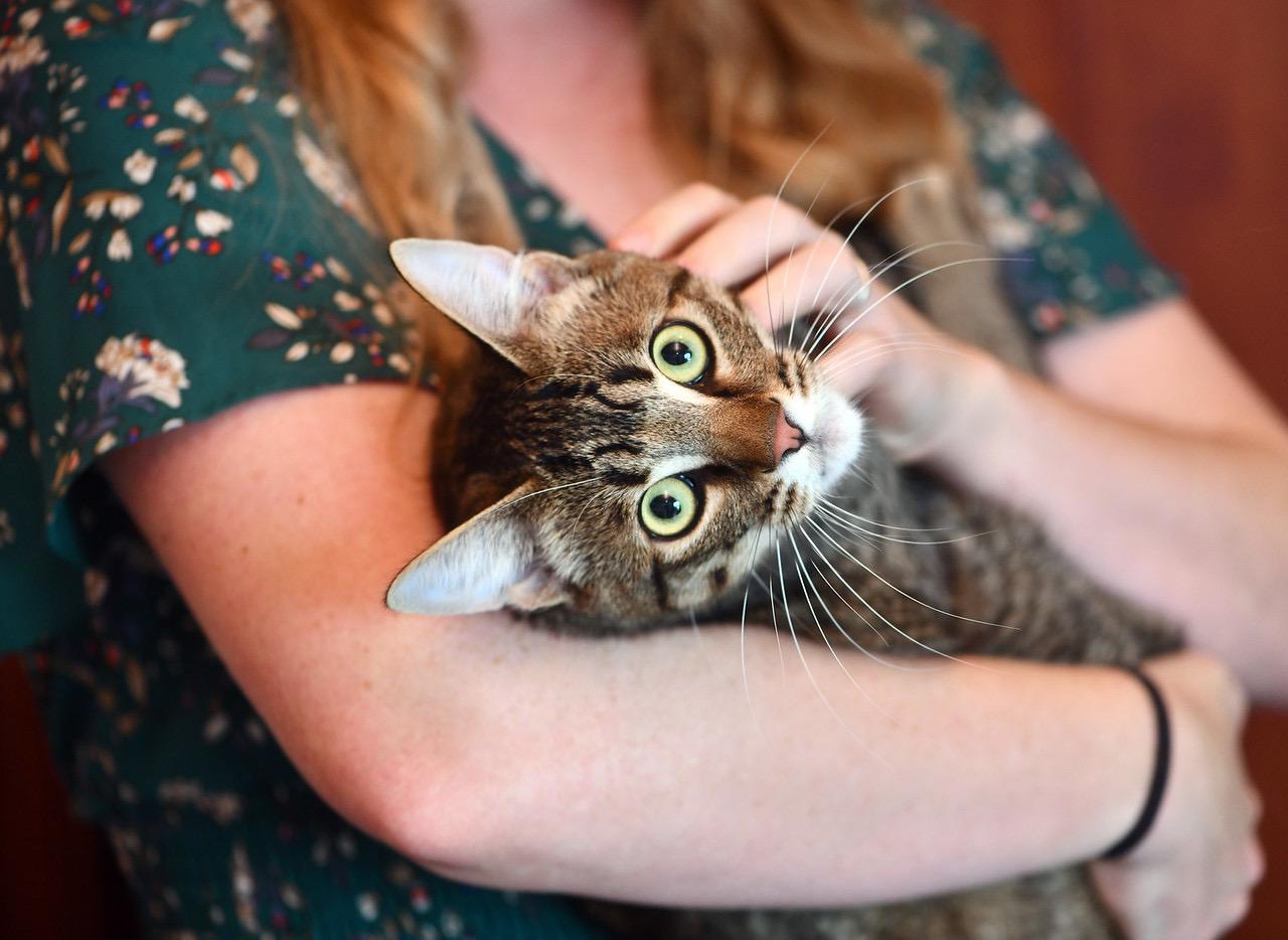 Toulouse and Berlioz, a Adoptable Domestic Short Hair in Seattle, WA image 4/6