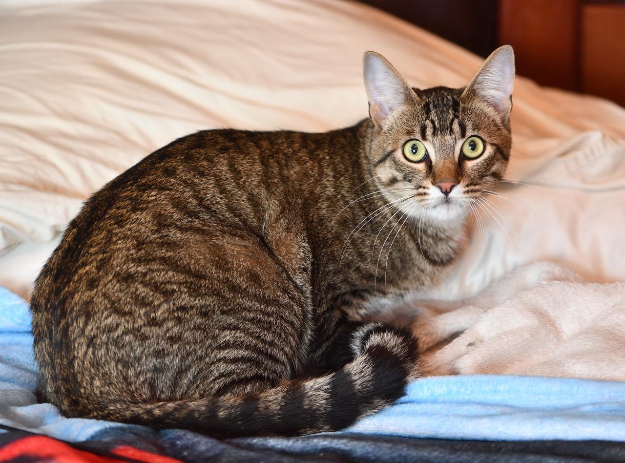Toulouse and Berlioz, a Adoptable Domestic Short Hair in Seattle, WA image 5/6