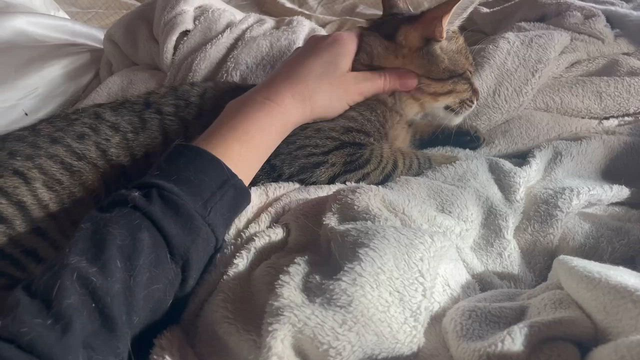 Enlarge Toulouse and Berlioz, a Adoptable Domestic Short Hair in Seattle, WA video 3/6