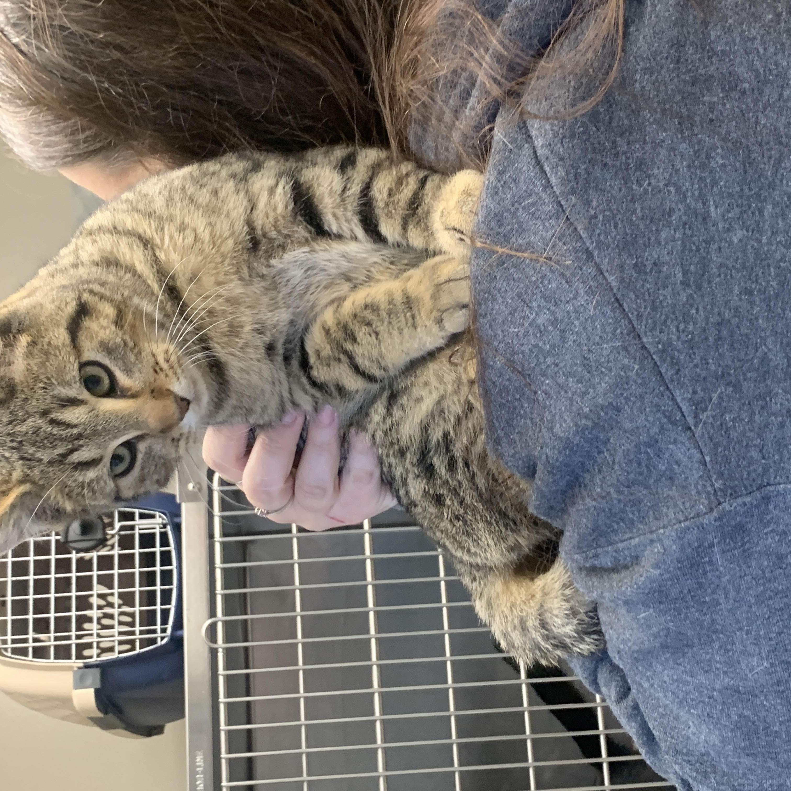 Dewy, Adoptable, Adult Male Domestic Short Hair.