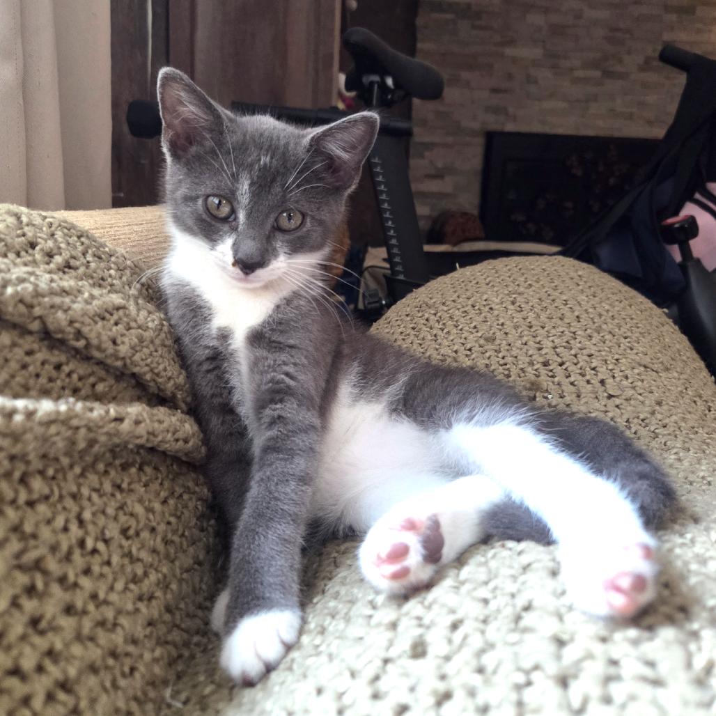 Ganache Ramishvili, Adoptable, Kitten Female Domestic Short Hair.