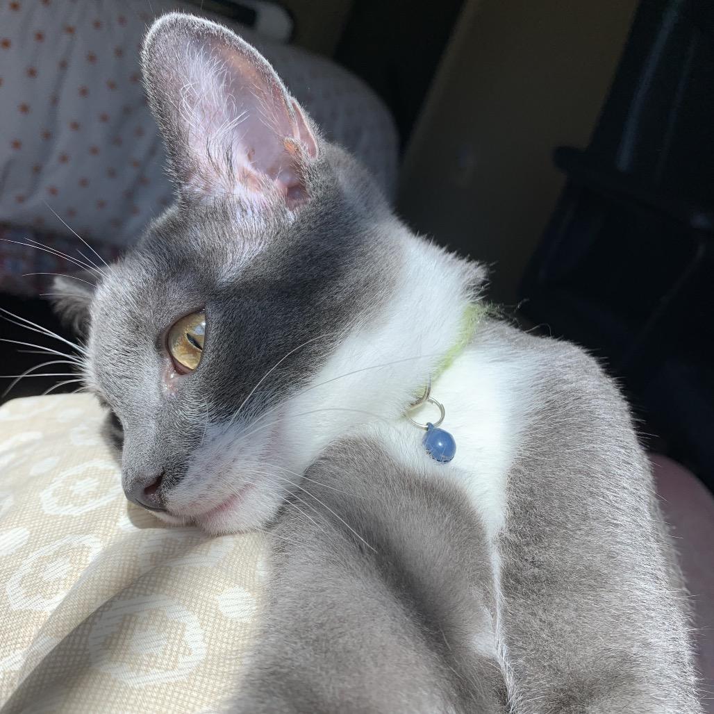 Enlarge Ganache Ramishvili, a Adoptable Domestic Short Hair in Merrifield, VA image 2/3