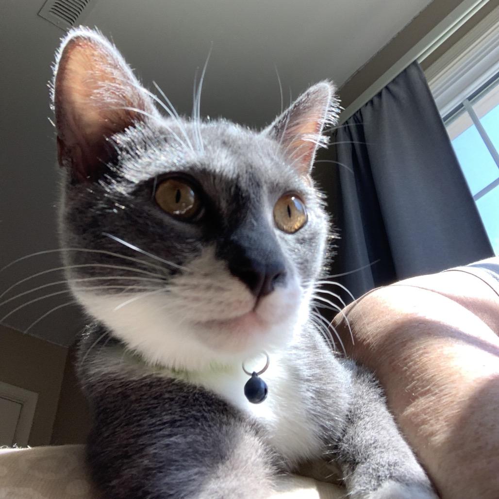 Enlarge Ganache Ramishvili, a Adoptable Domestic Short Hair in Merrifield, VA image 3/3