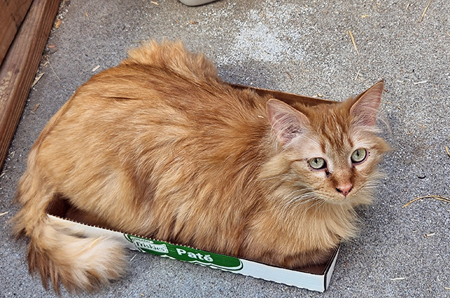 Honey (bonded with Zander and Callie), Adopted, Adult Male Domestic Medium Hair.