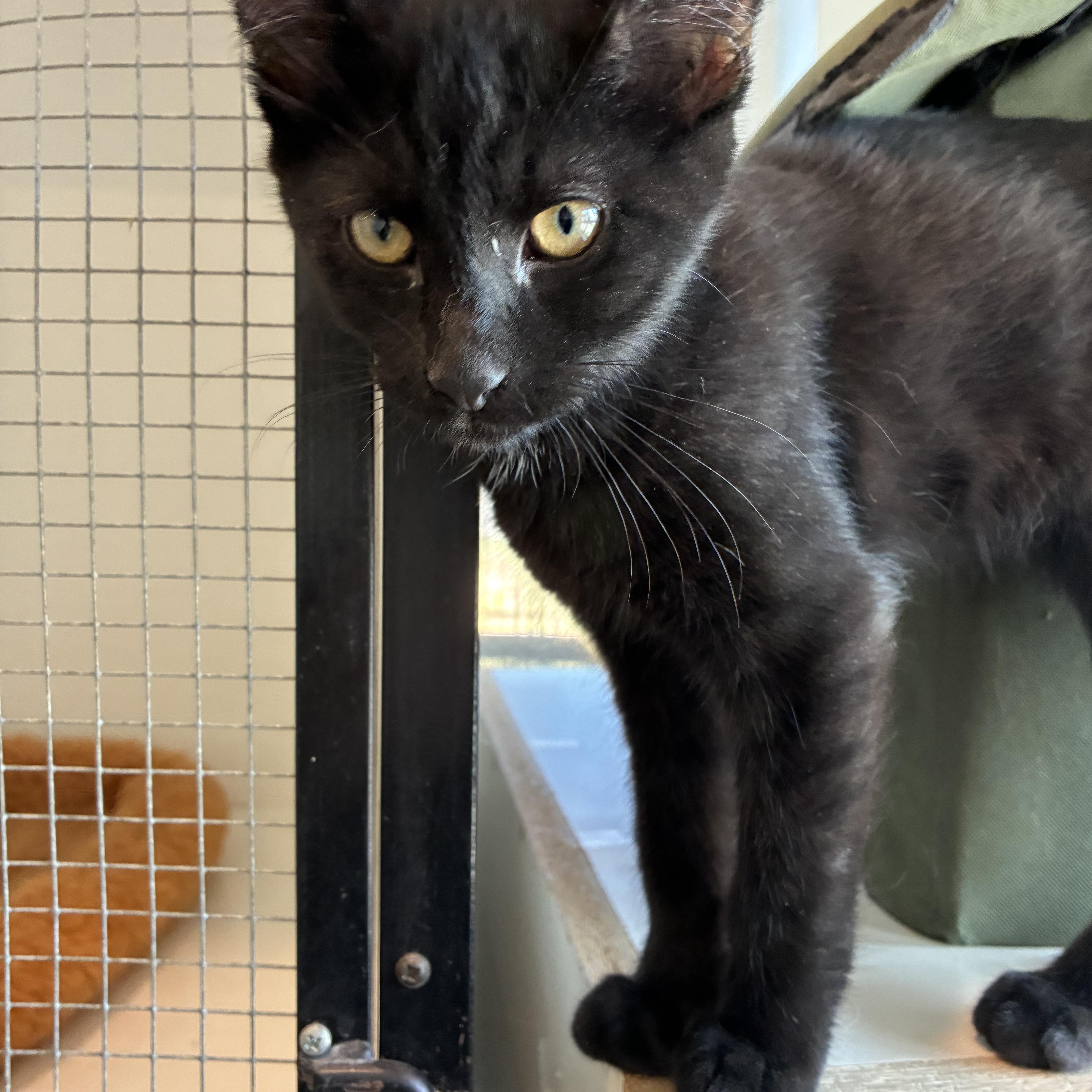 Enlarge Hershey, a Adoptable Domestic Short Hair in Bonners Ferry, ID image 3/4