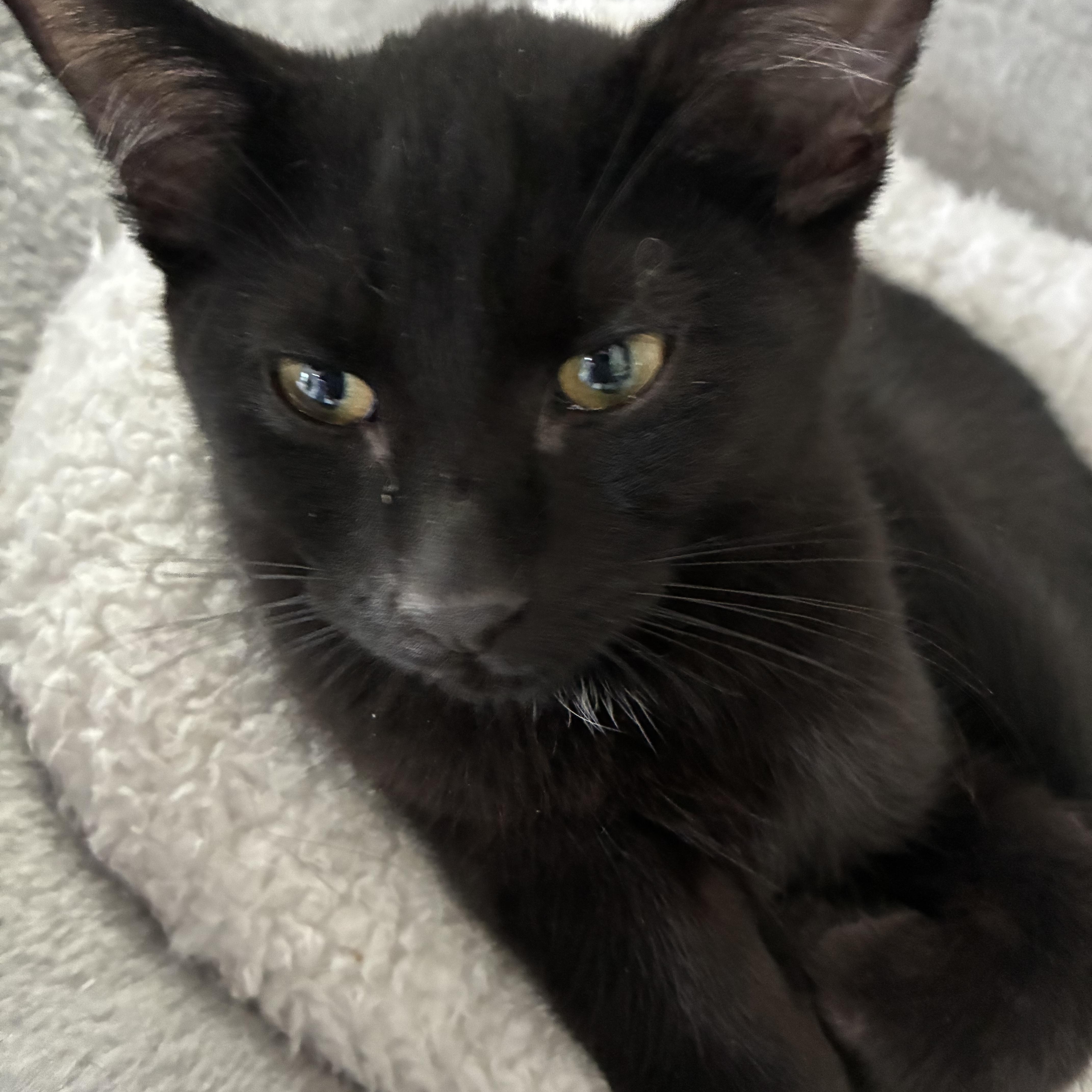 Enlarge Hershey, a Adoptable Domestic Short Hair in Bonners Ferry, ID image 2/4
