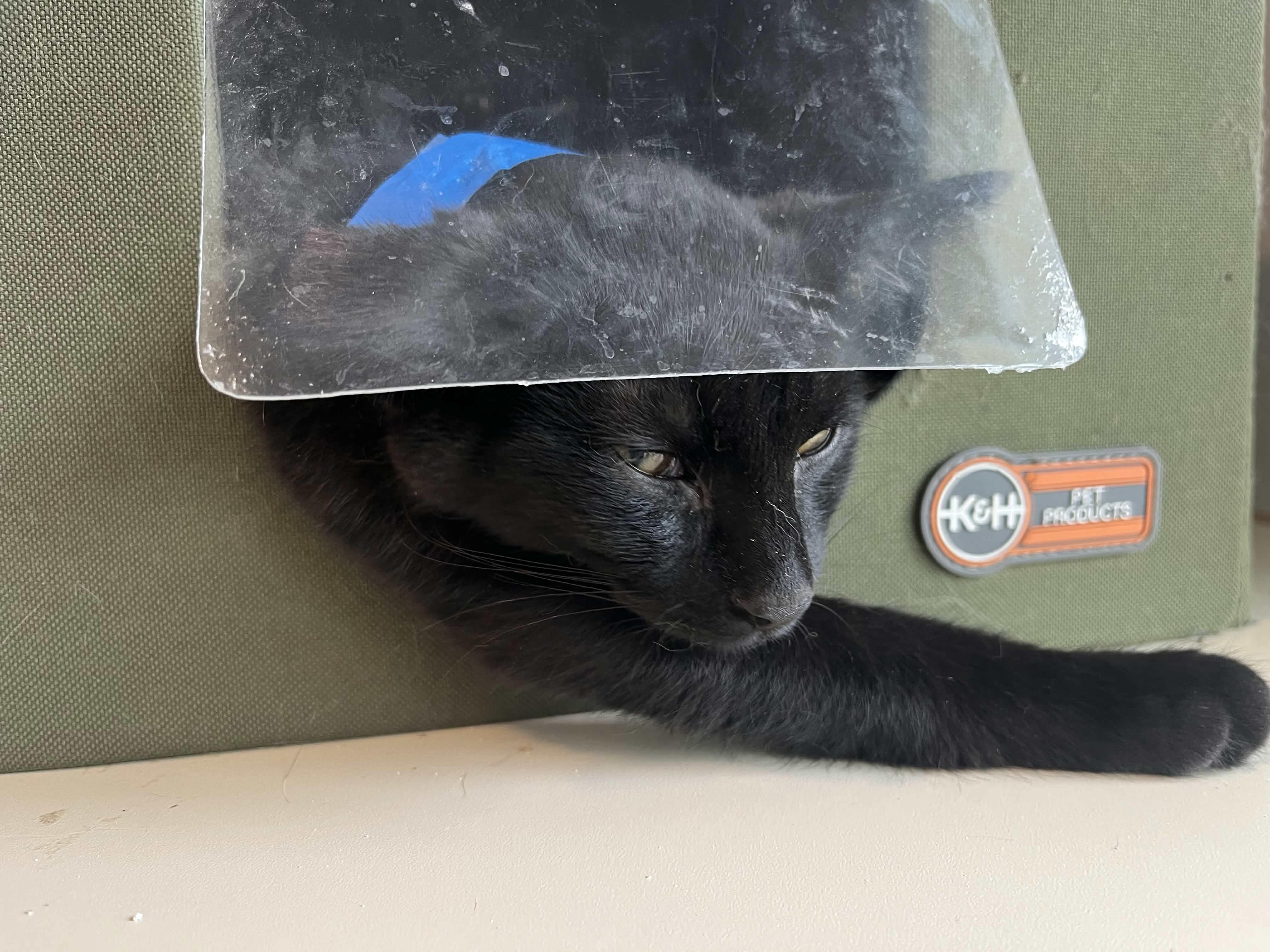 Enlarge Hershey, a Adoptable Domestic Short Hair in Bonners Ferry, ID image 4/4