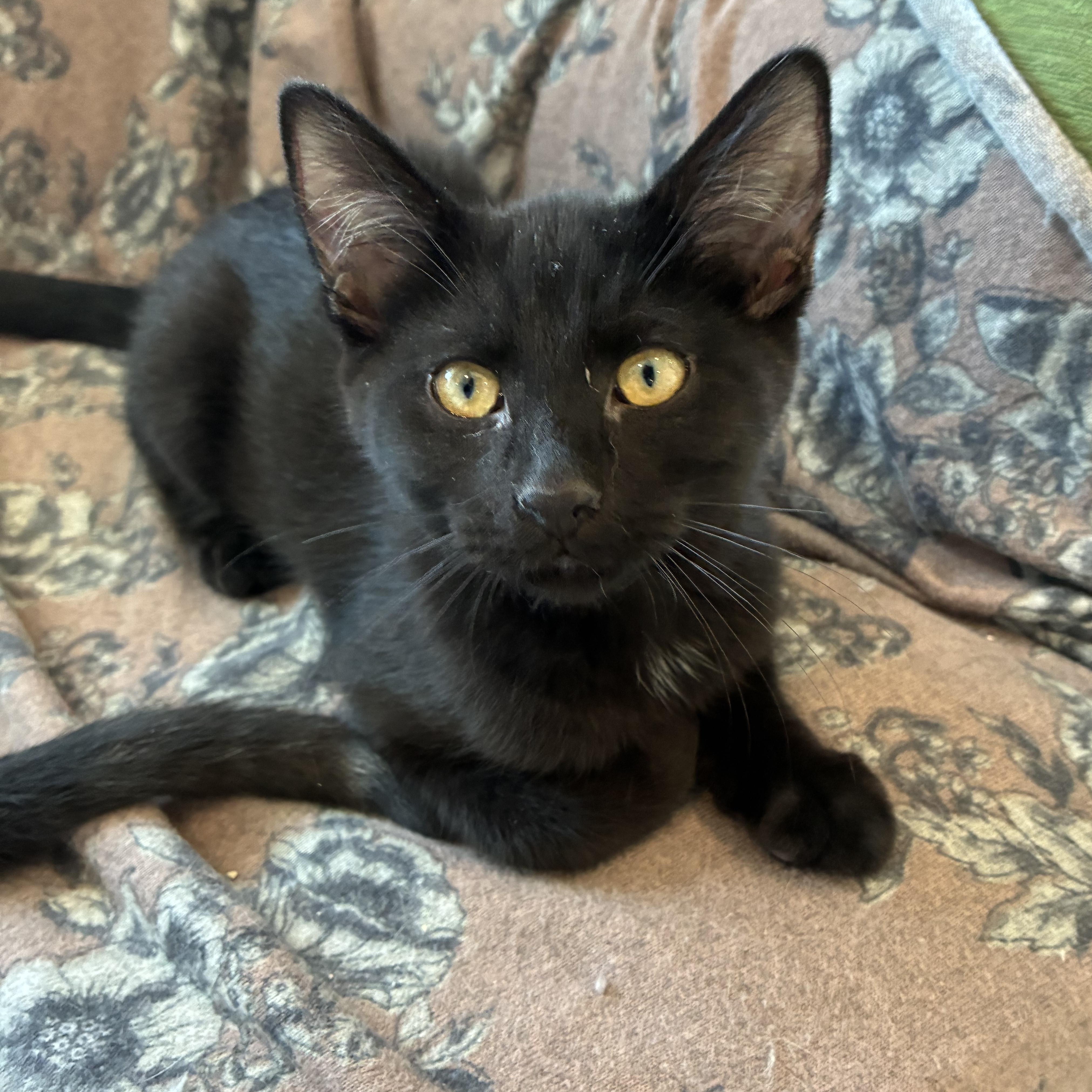 Hershey, Adoptable, Kitten Male Domestic Short Hair.