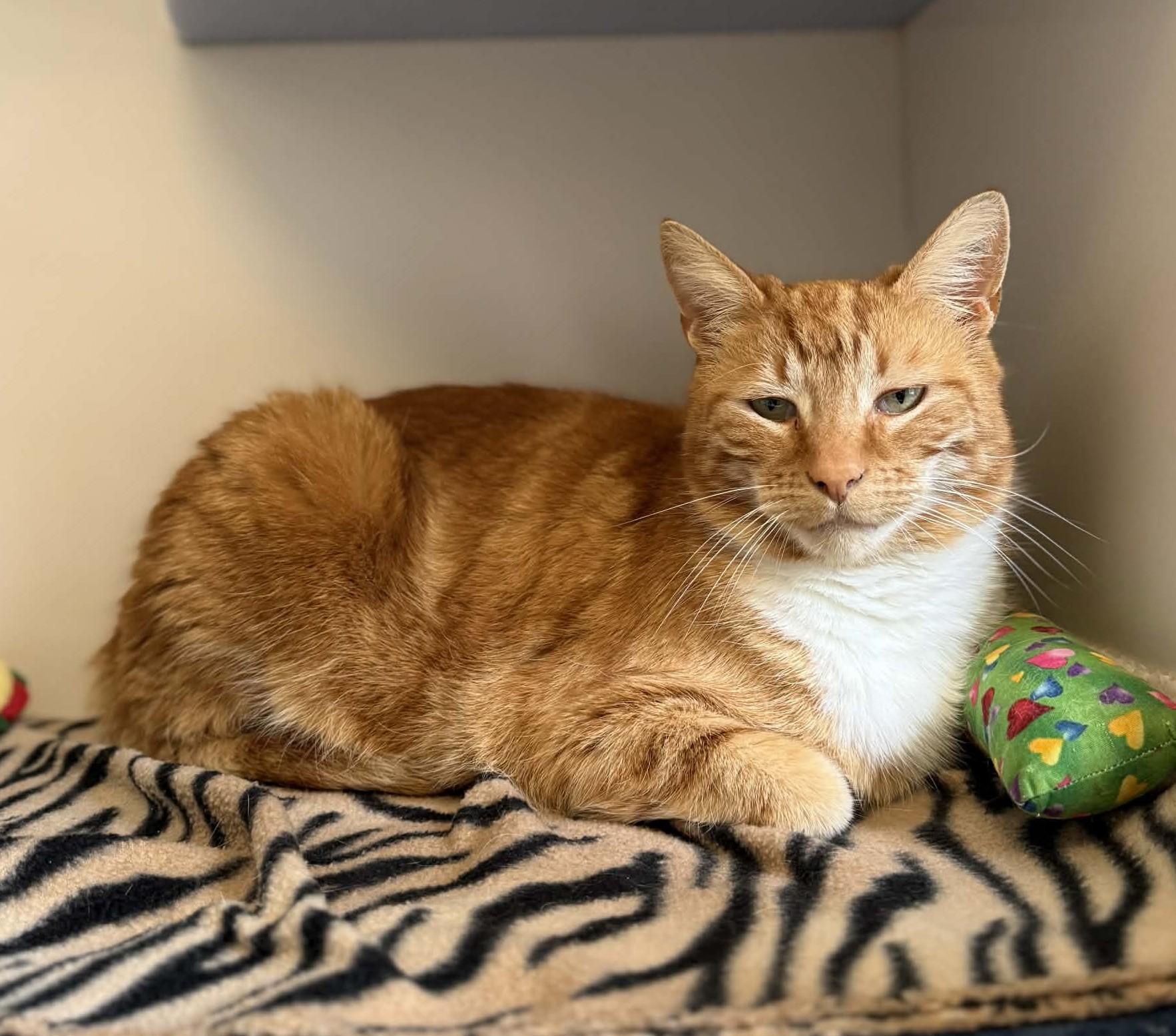 Enlarge Colt, a Adoptable Domestic Short Hair in Elizabethtown, NY image 1/1