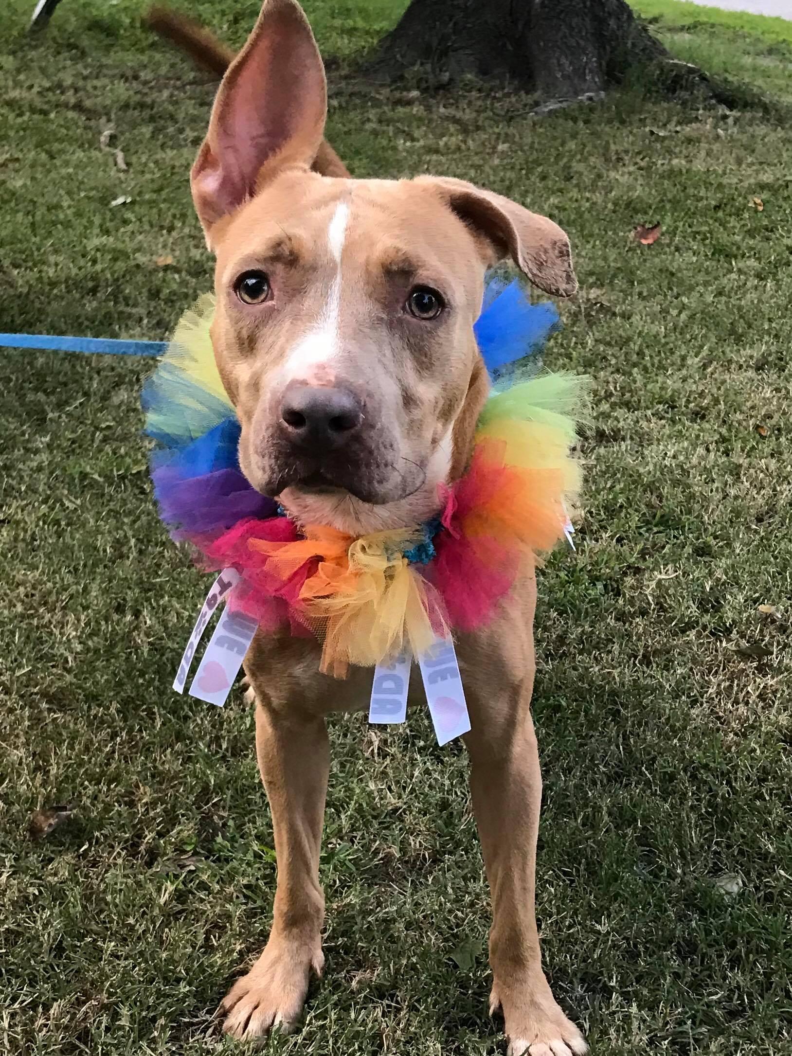 Sensi — thumbnail 3