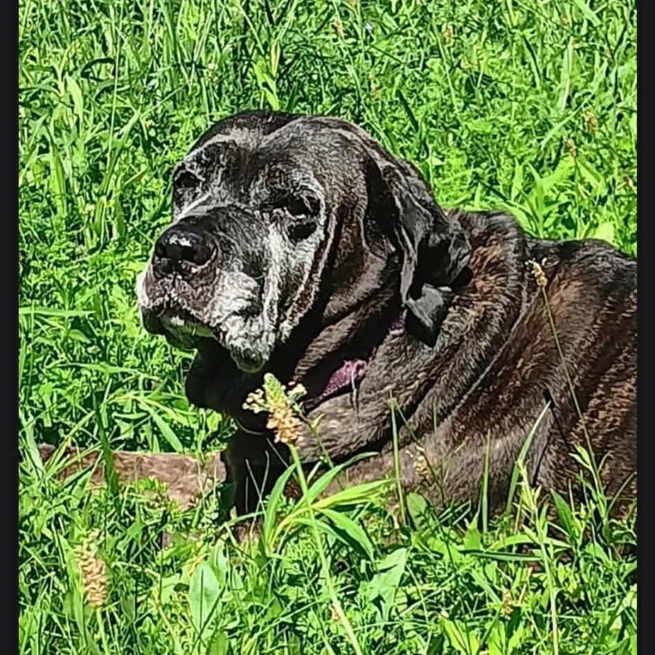 Jolene, Adoptable, Senior Female Mastiff & Mixed Breed.