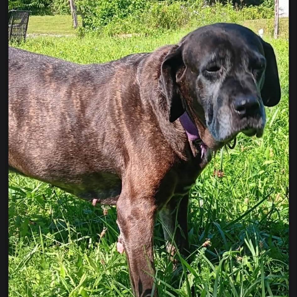 Enlarge Jolene, a Adoptable mixed breed in Flintstone, MD image 2/2