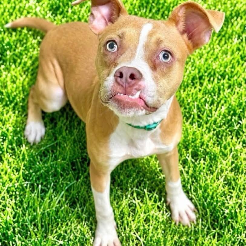 Enlarge Dobby, a Adoptable mixed breed in Battle Creek, MI image 1/1