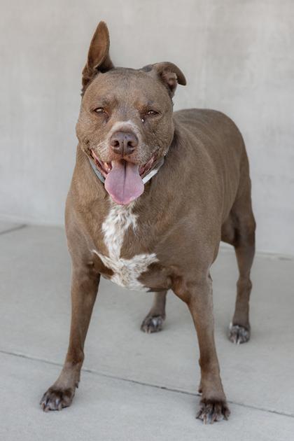 Enlarge LB, a Adoptable mixed breed in Longmont, CO image 1/3