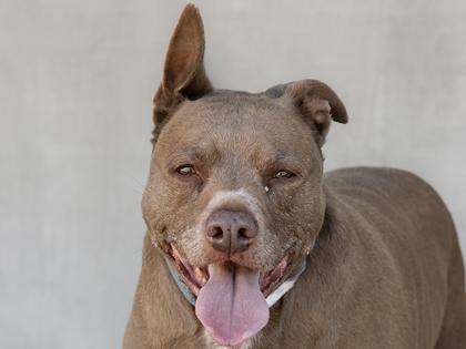 Enlarge LB, a Adoptable mixed breed in Longmont, CO image 2/3