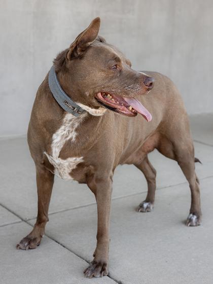 Enlarge LB, a Adoptable mixed breed in Longmont, CO image 3/3