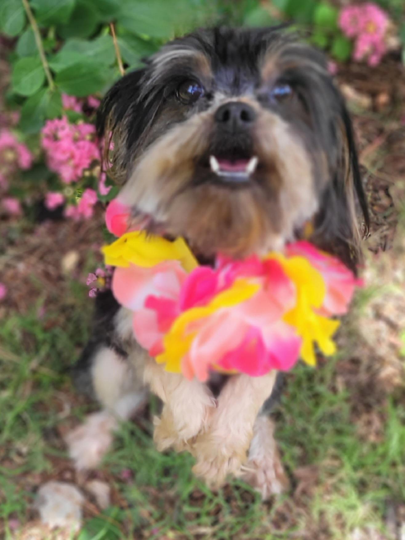 Mimi Adoption Pending, a ADOPTABLE mixed breed in Vernon, TX image 3/4