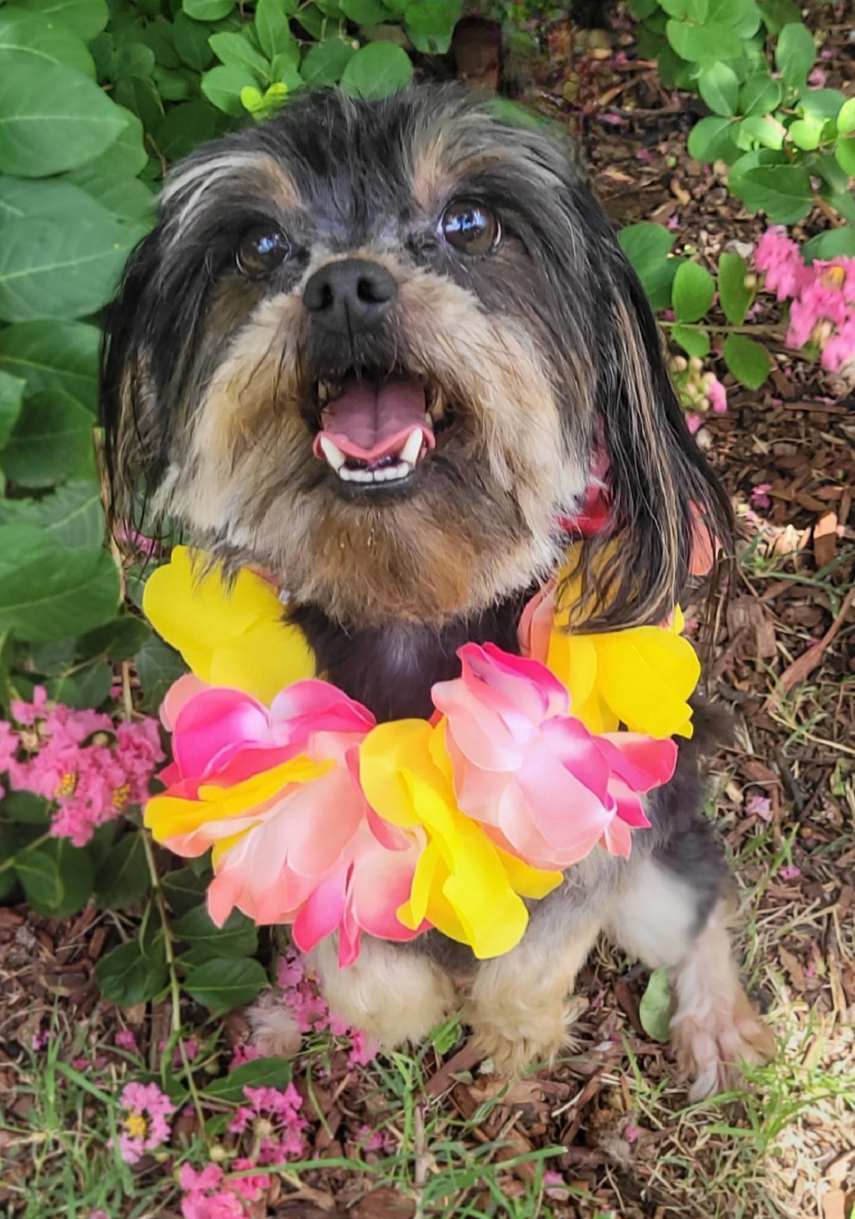 Mimi Adoption Pending, a ADOPTABLE mixed breed in Vernon, TX image 1/4