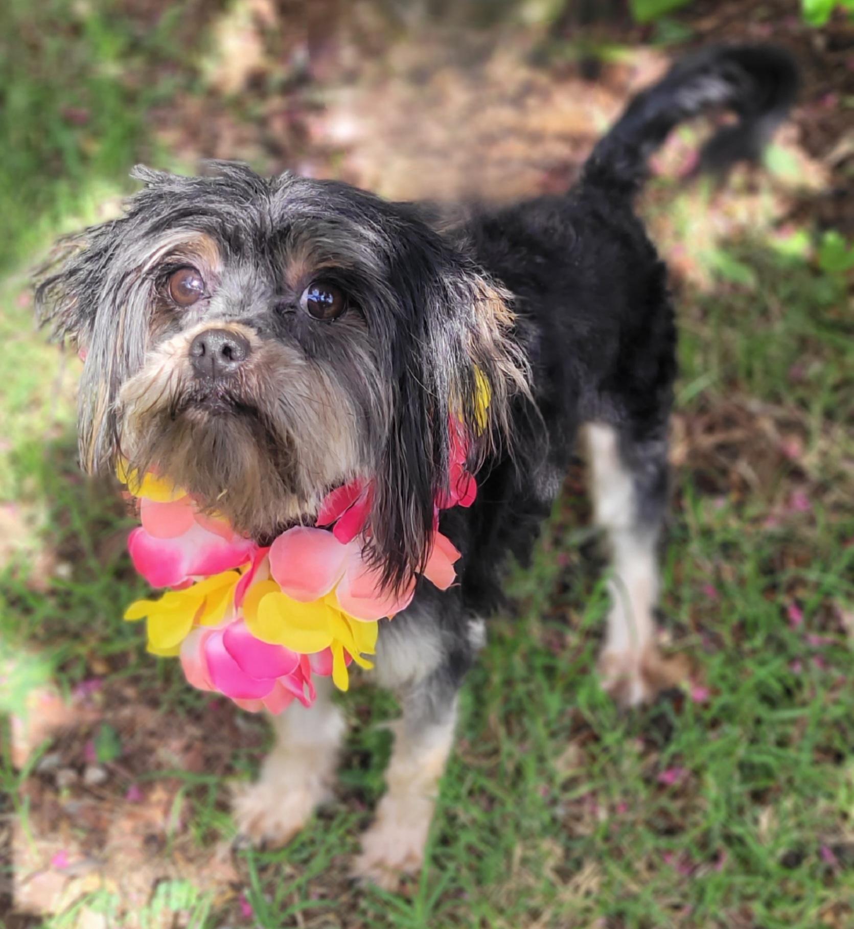 Mimi Adoption Pending, a ADOPTABLE mixed breed in Vernon, TX image 4/4