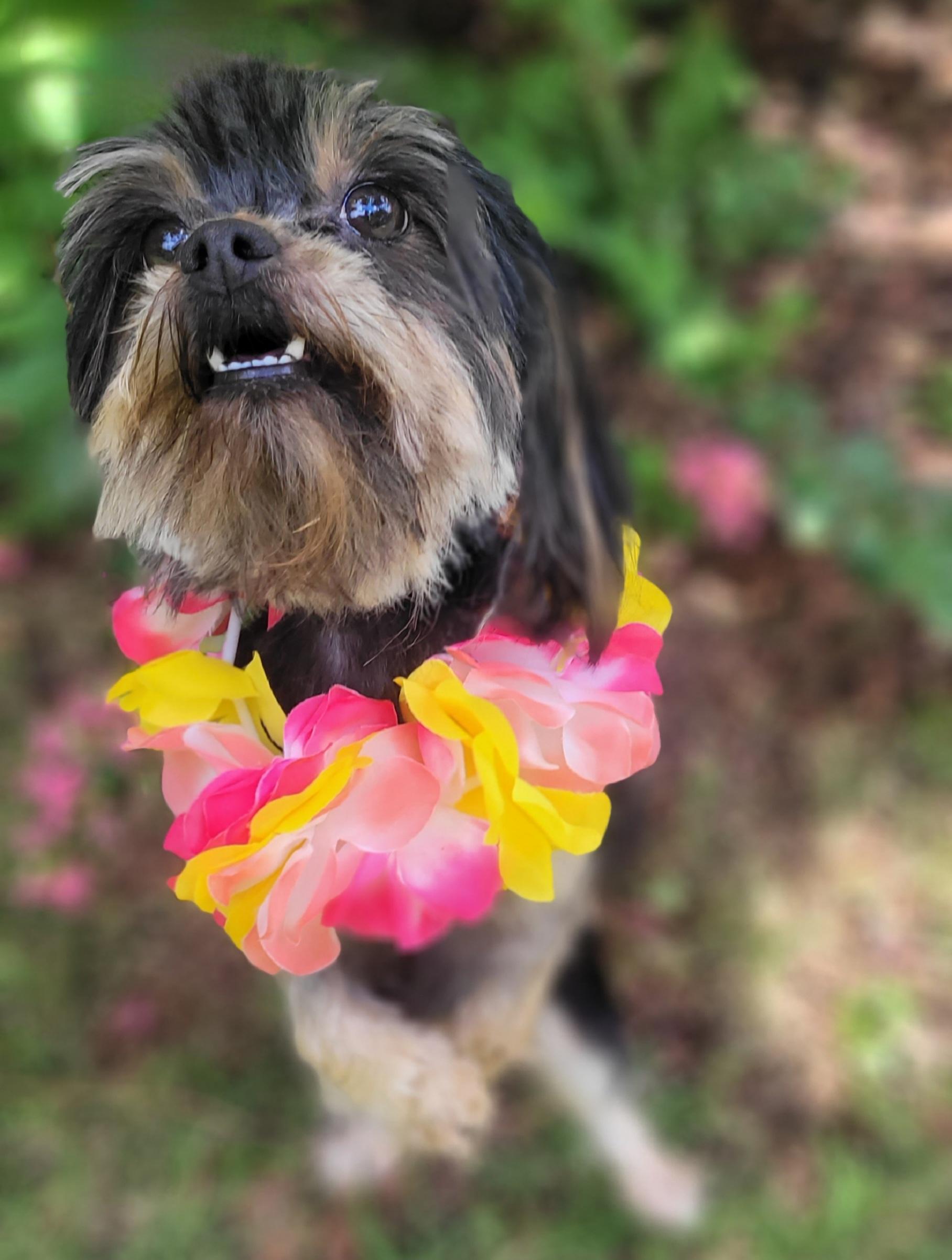 Mimi Adoption Pending, a ADOPTABLE mixed breed in Vernon, TX image 2/4
