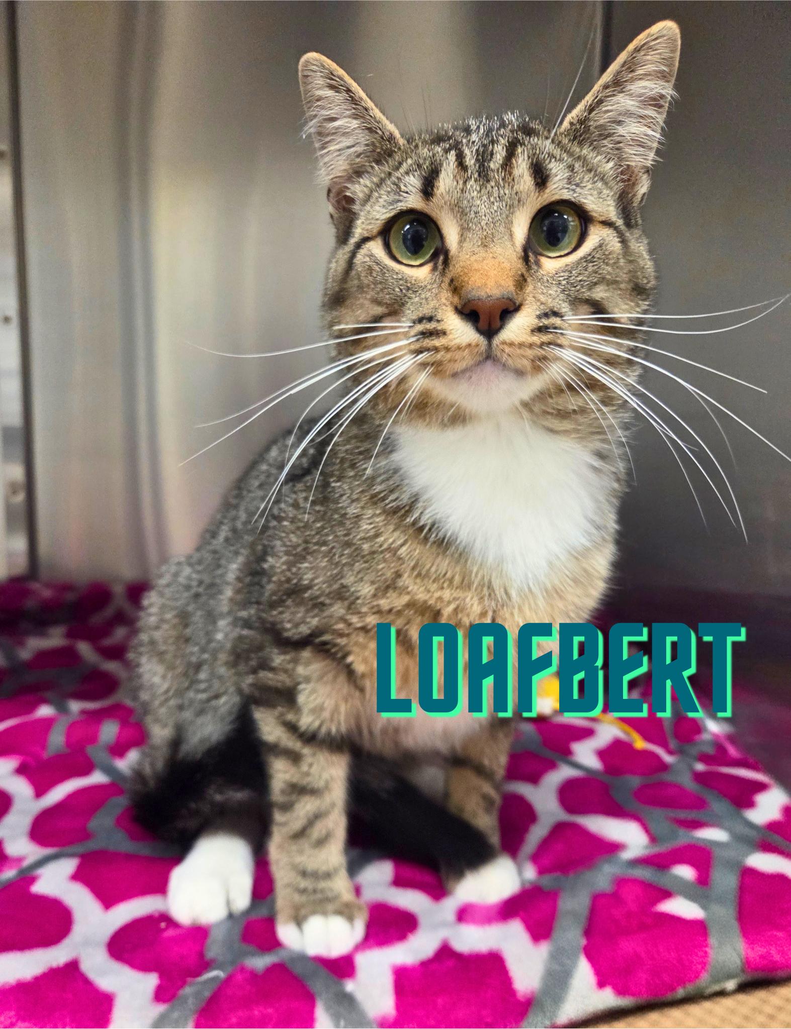 Loafbert, Adoptable, Young Male Domestic Short Hair.