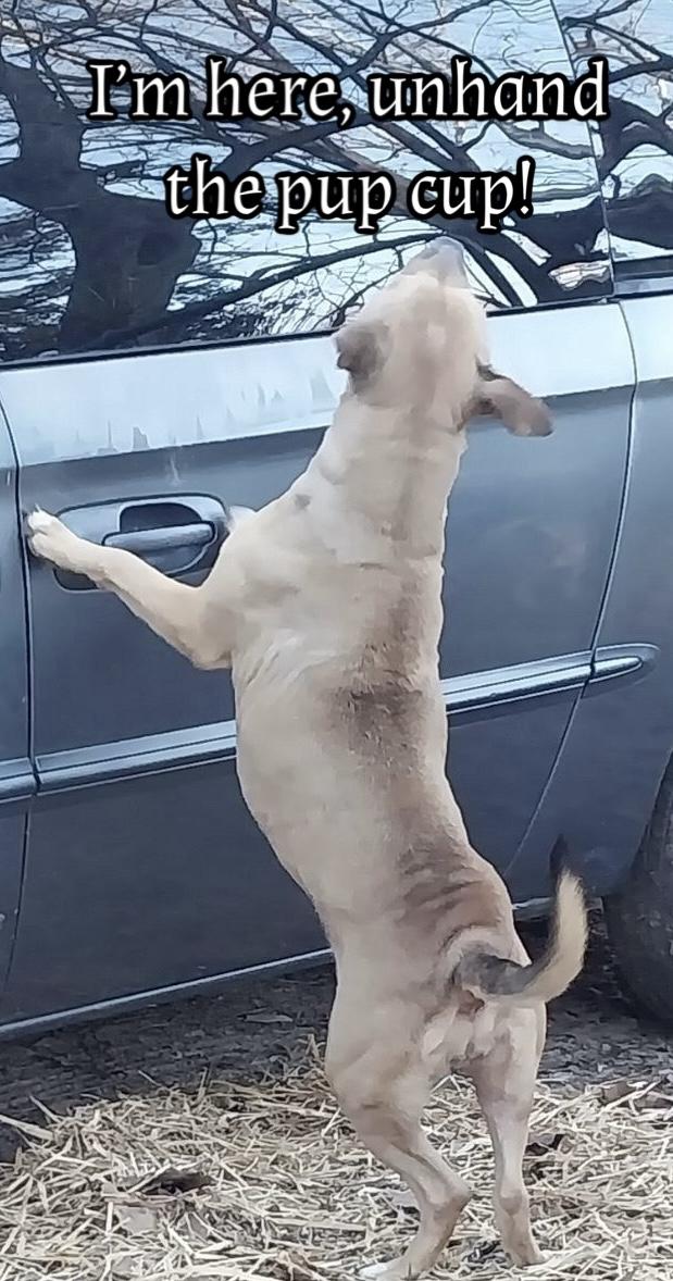 Cutie Pie, a Adoptable mixed breed in Locust Grove, VA image 1/2