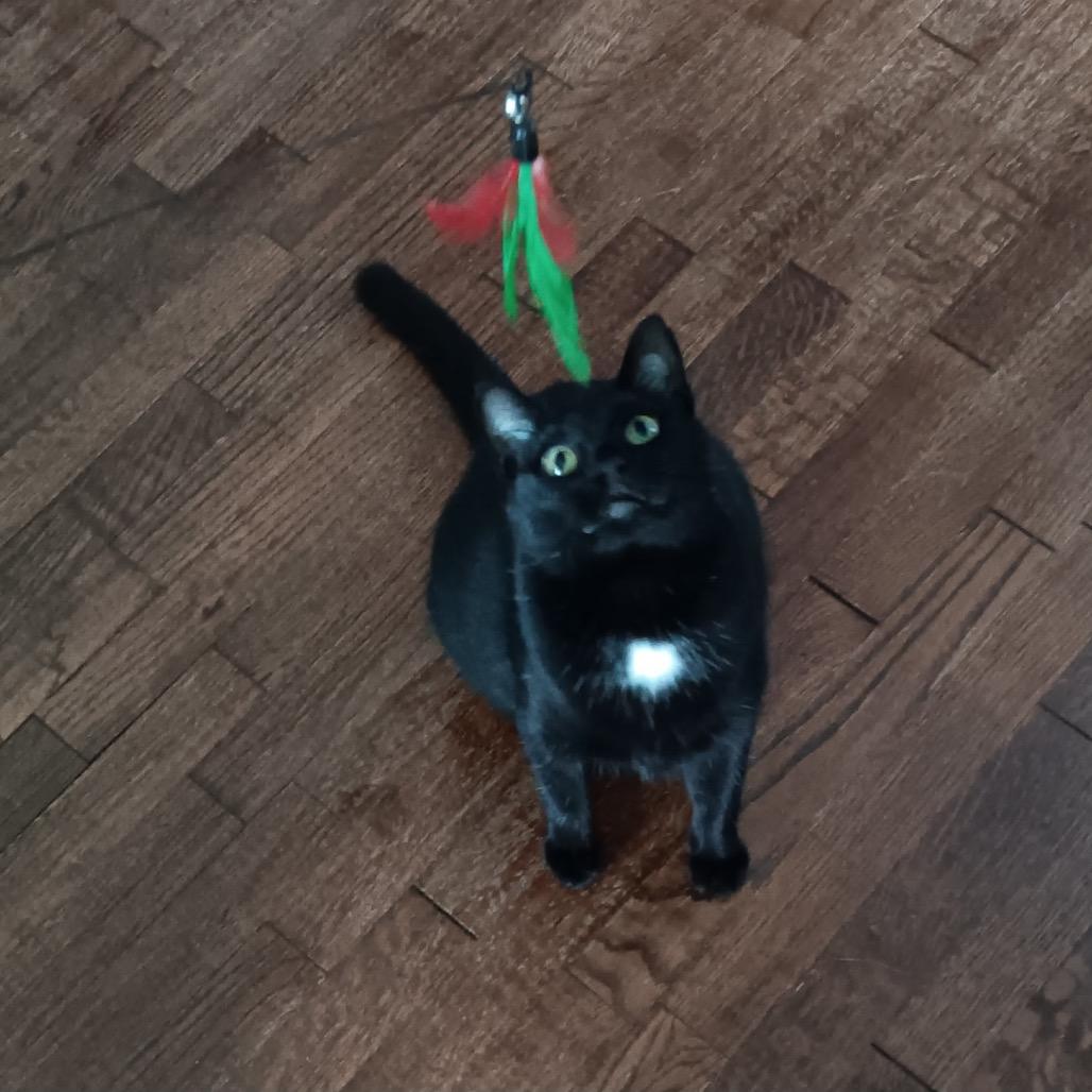 Enlarge Cricket 56359, a Adoptable Domestic Short Hair in Lansing, MI image 1/6