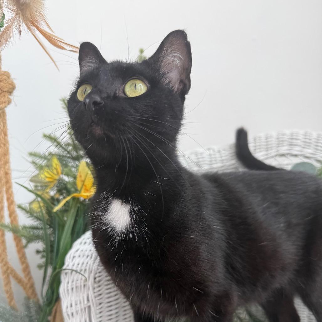 Enlarge Cricket 56359, a Adoptable Domestic Short Hair in Lansing, MI image 5/6