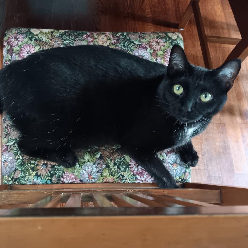 Enlarge Cricket 56359, a Adoptable Domestic Short Hair in Lansing, MI image 2/6