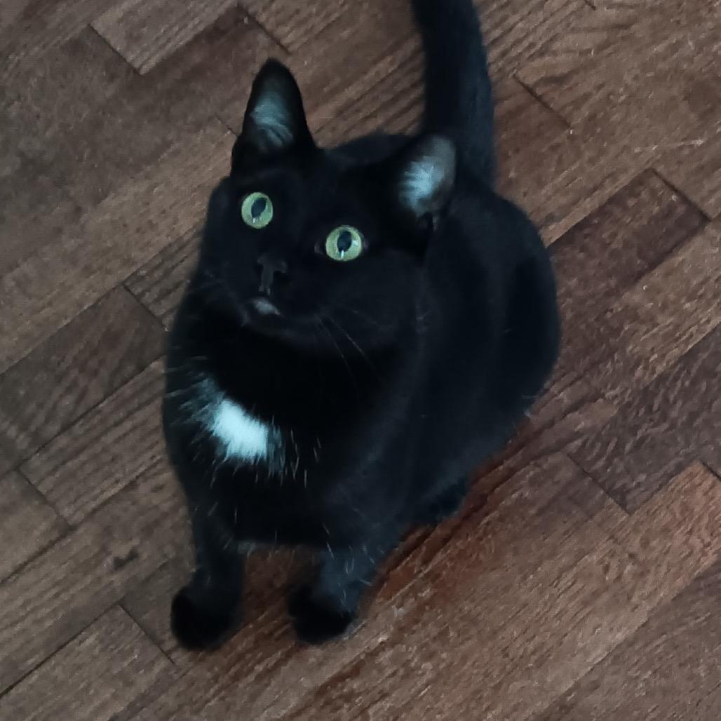 Enlarge Cricket 56359, a Adoptable Domestic Short Hair in Lansing, MI image 3/6