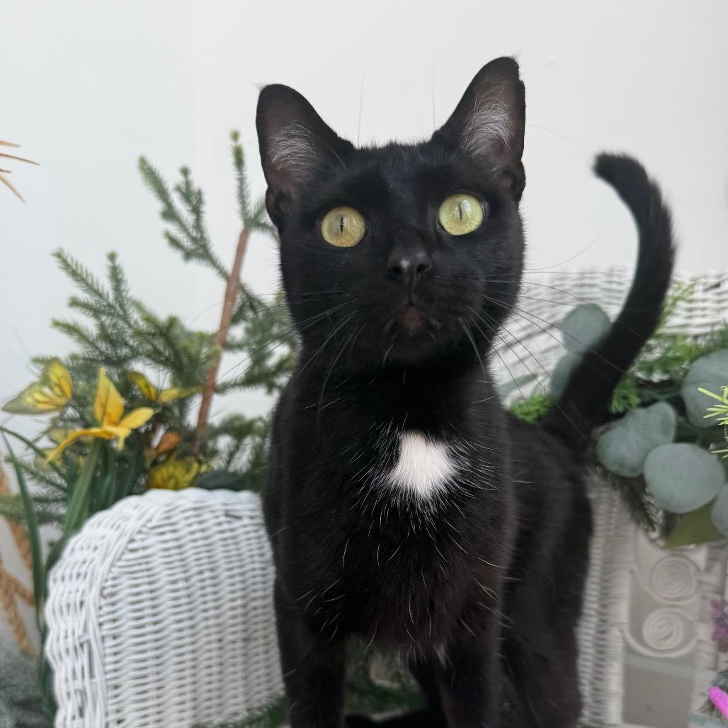 Enlarge Cricket 56359, a Adoptable Domestic Short Hair in Lansing, MI image 6/6