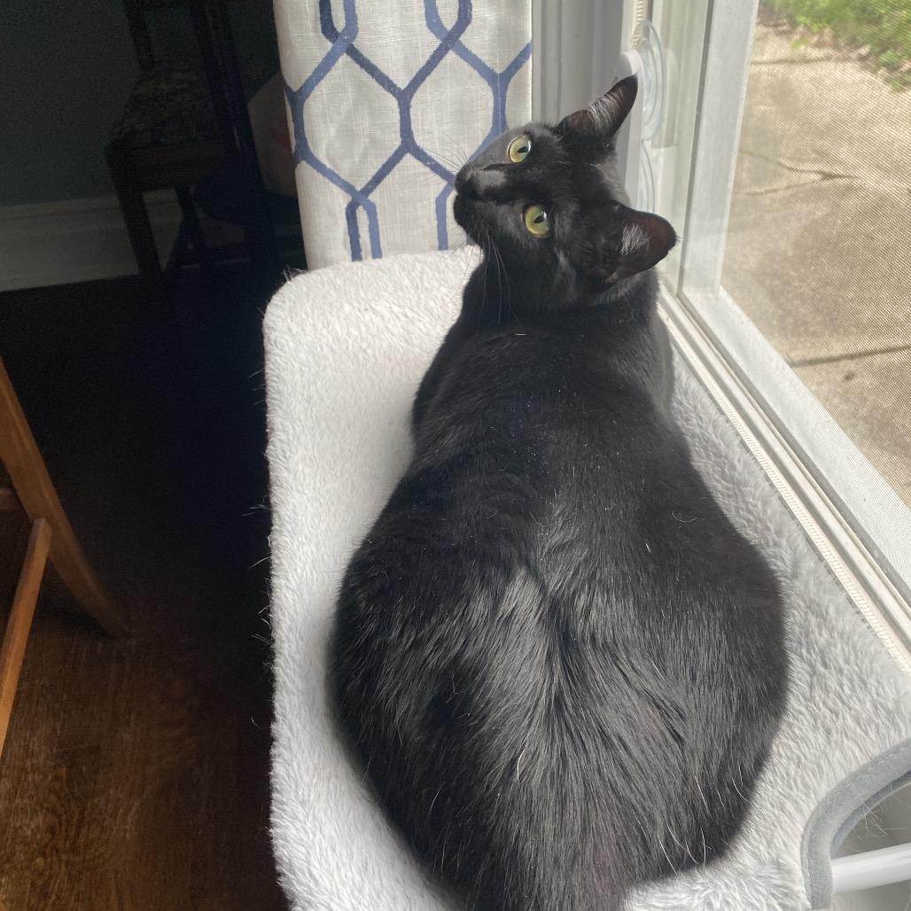 Enlarge Cricket 56359, a Adoptable Domestic Short Hair in Lansing, MI image 4/6