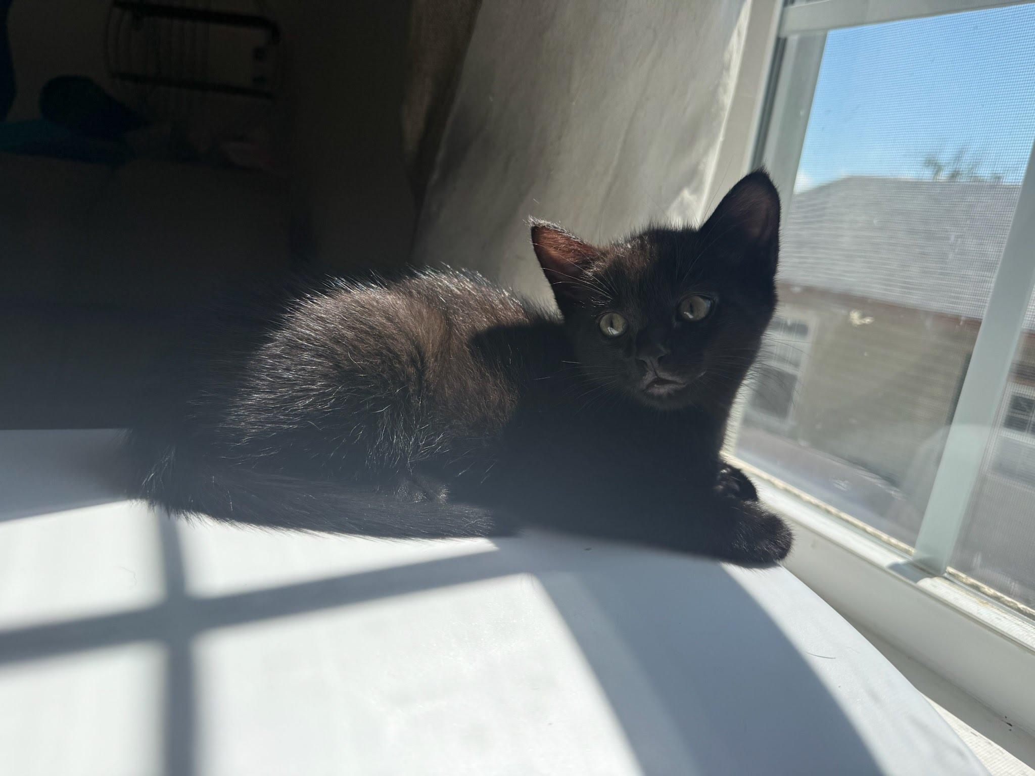Banana bonanza, a Adoptable mixed breed in Knoxville, TN image 5/6
