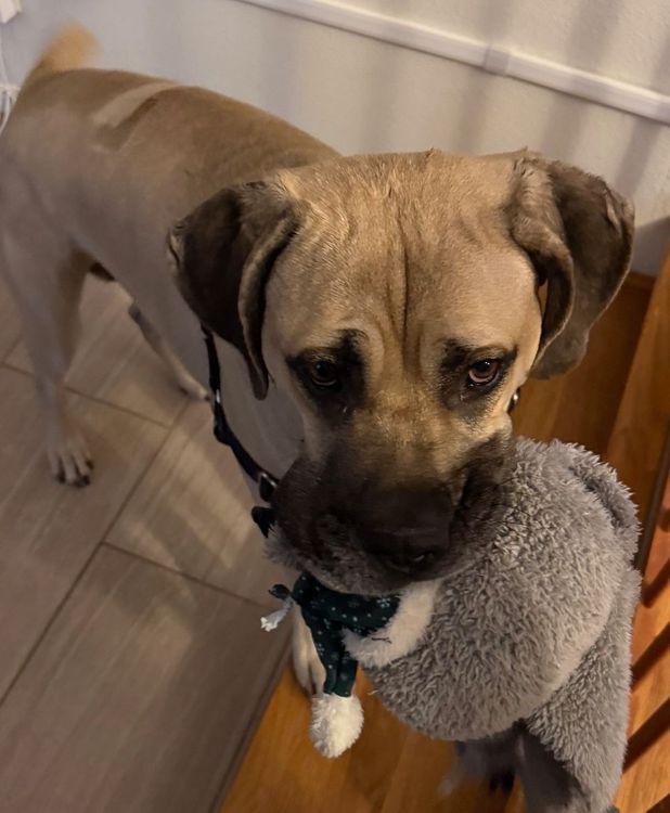 Enlarge Billie, a Adoptable Boerboel in Larkspur, CO image 2/4